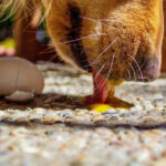 dog eating an egg